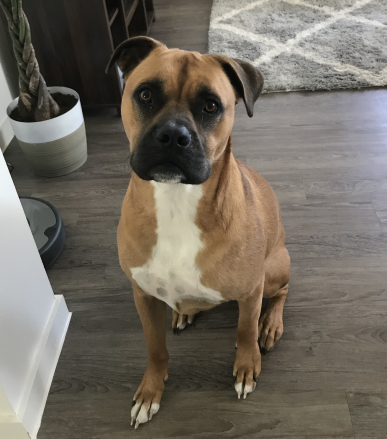 Sofia